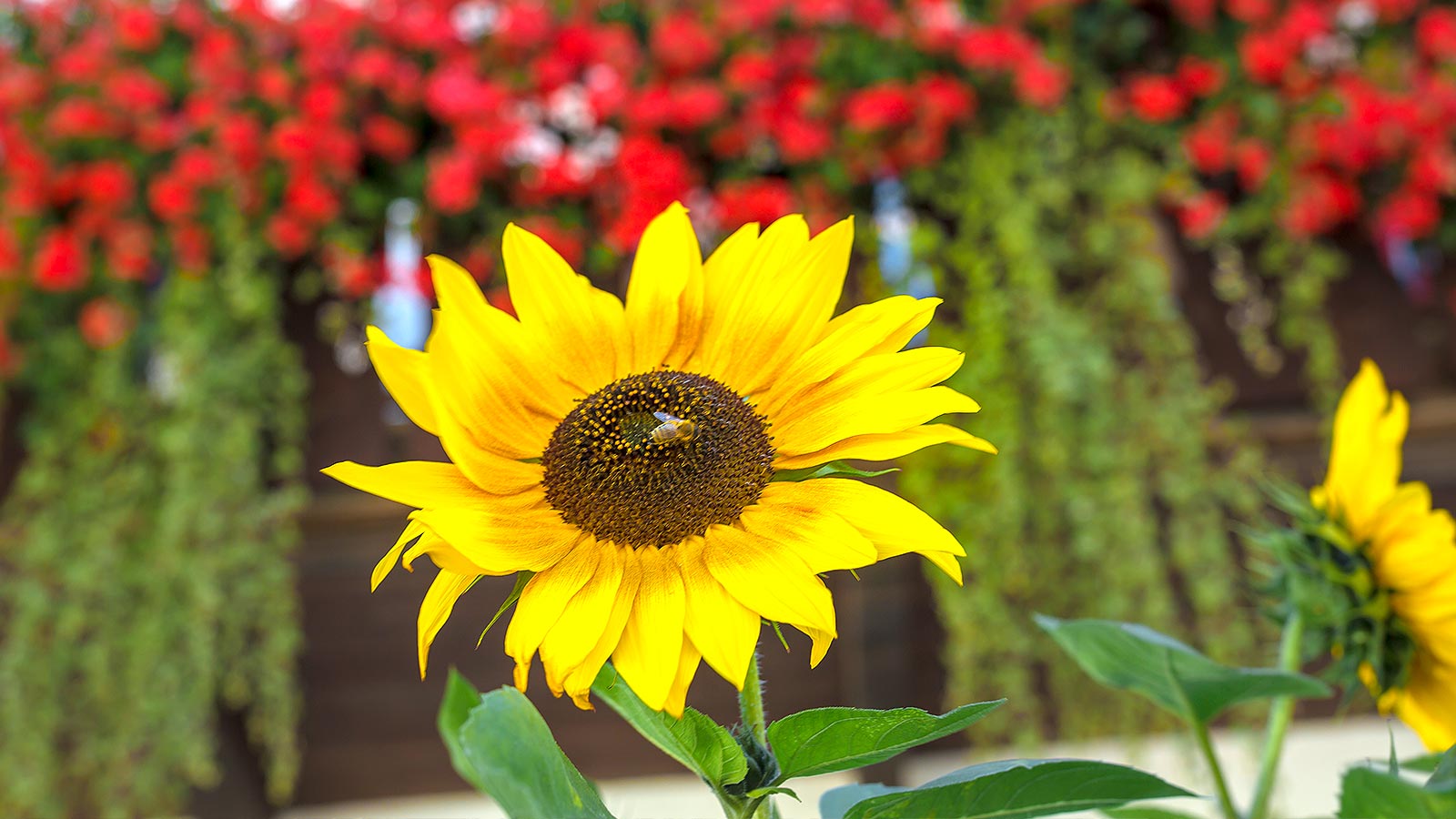 Detail einer Sonnenblume auf dessen eine Biene sitzt